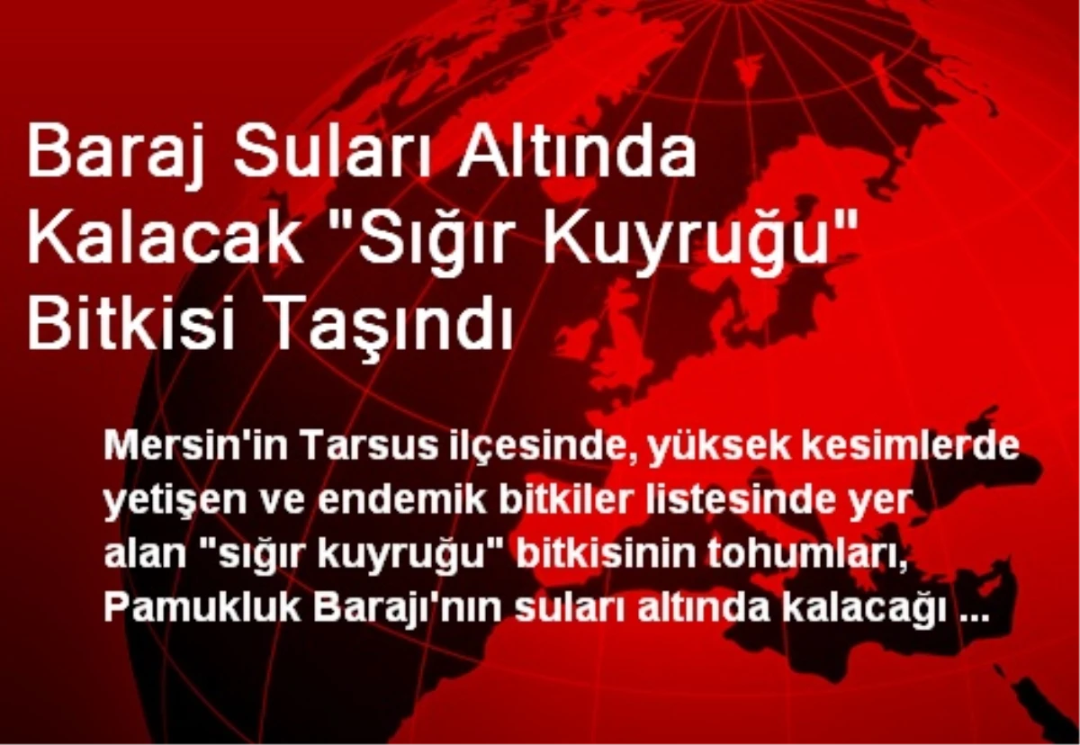 Baraj Suları Altında Kalacak "Sığır Kuyruğu" Bitkisi Taşındı