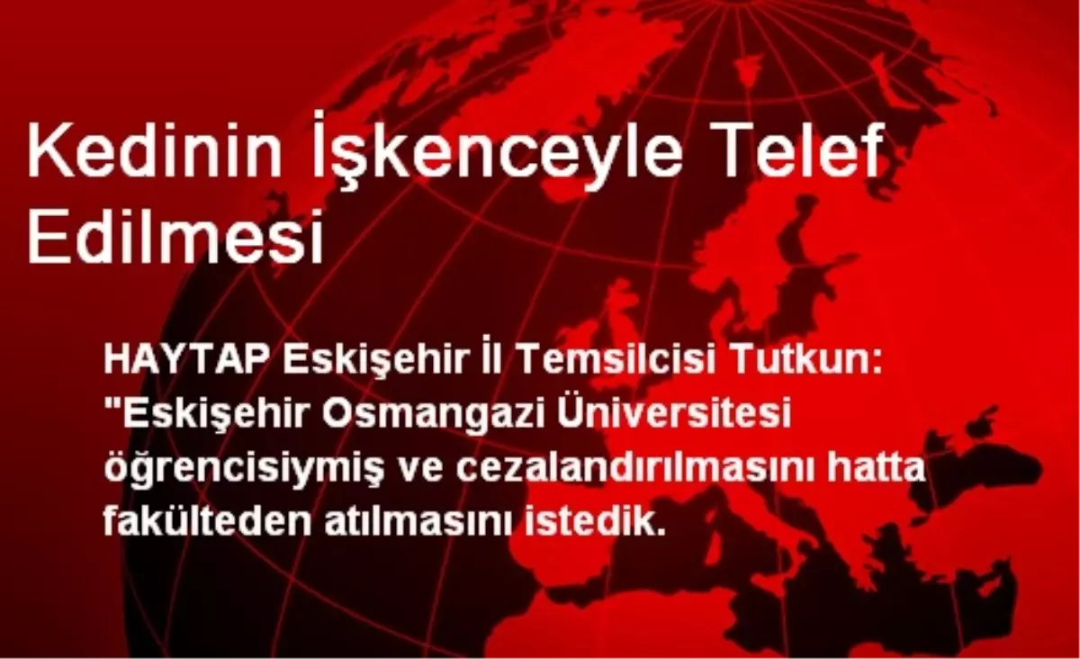 Kedinin İşkenceyle Telef Edilmesi