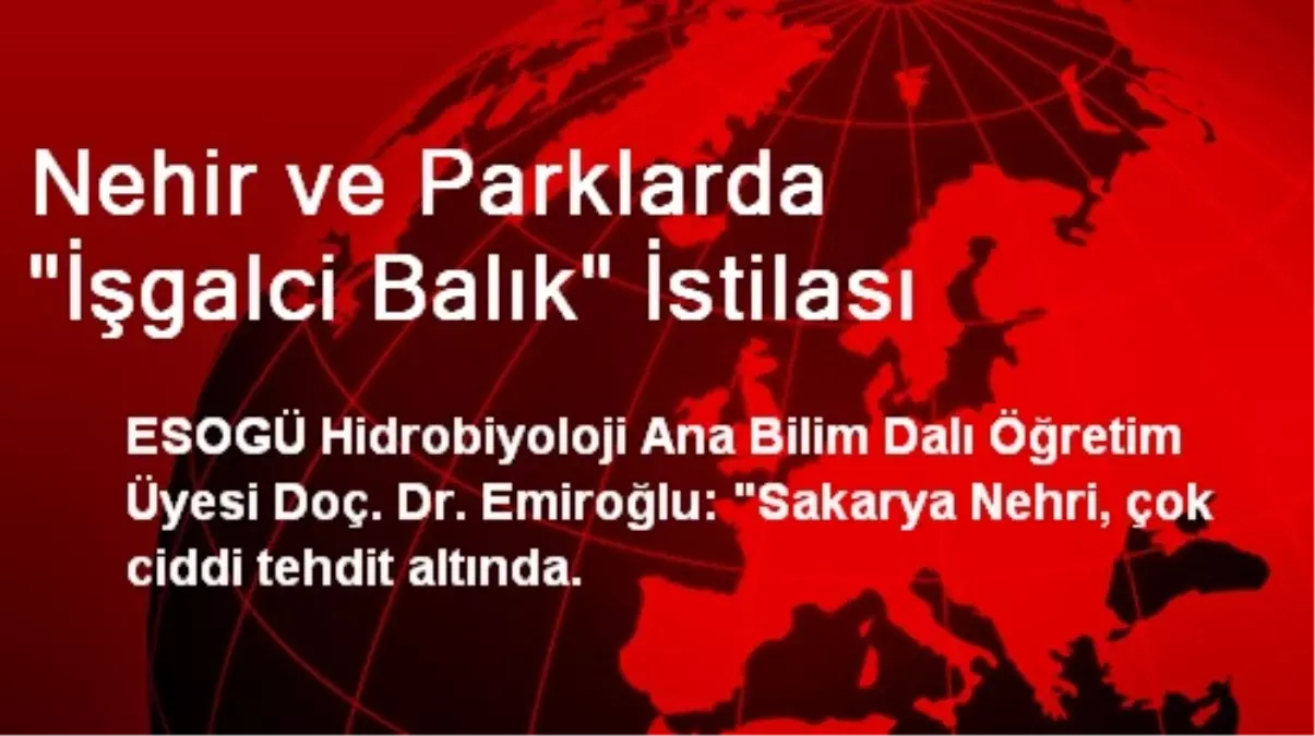 Nehir ve Parklarda "İşgalci Balık" İstilası