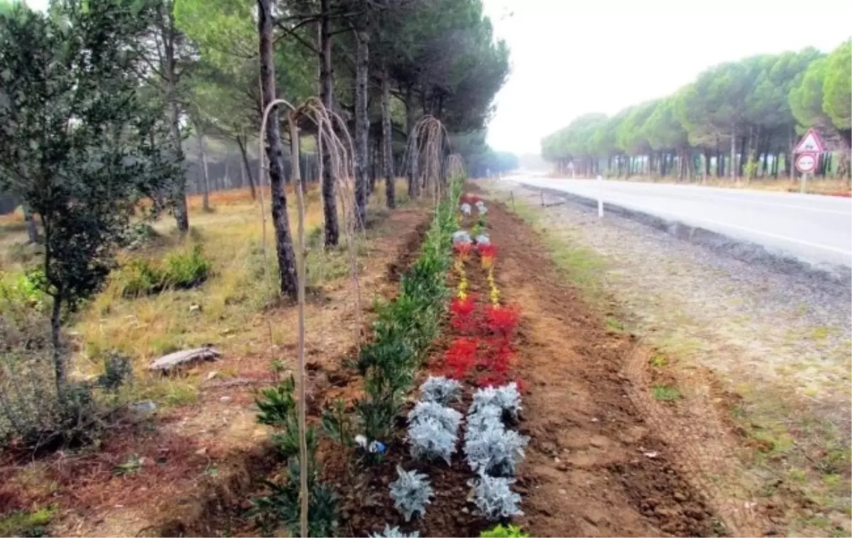 Gelibolu Yarımadası\'ndaki Tarihi Milli Park Ağaçlandırıldı