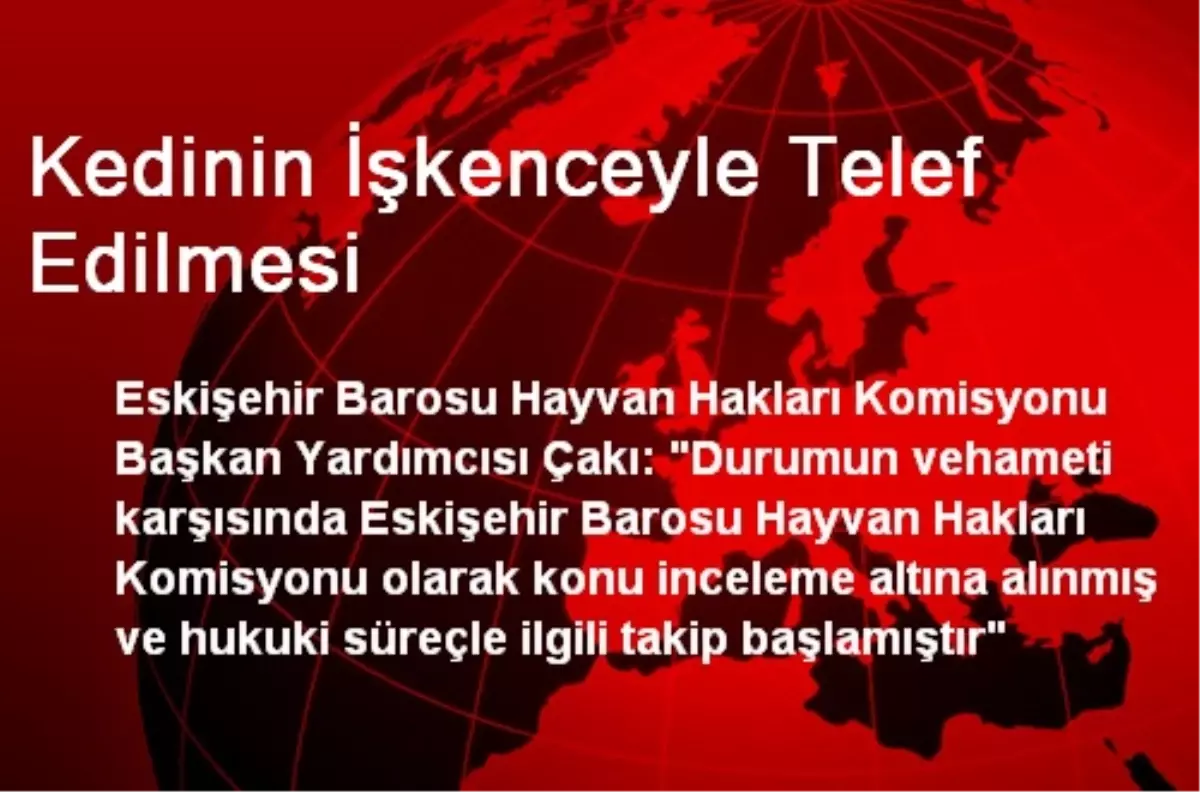 Kedinin İşkenceyle Telef Edilmesi