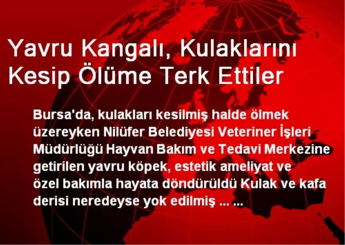 Yavru Kangalı, Kulaklarını Kesip Ölüme Terk Ettiler