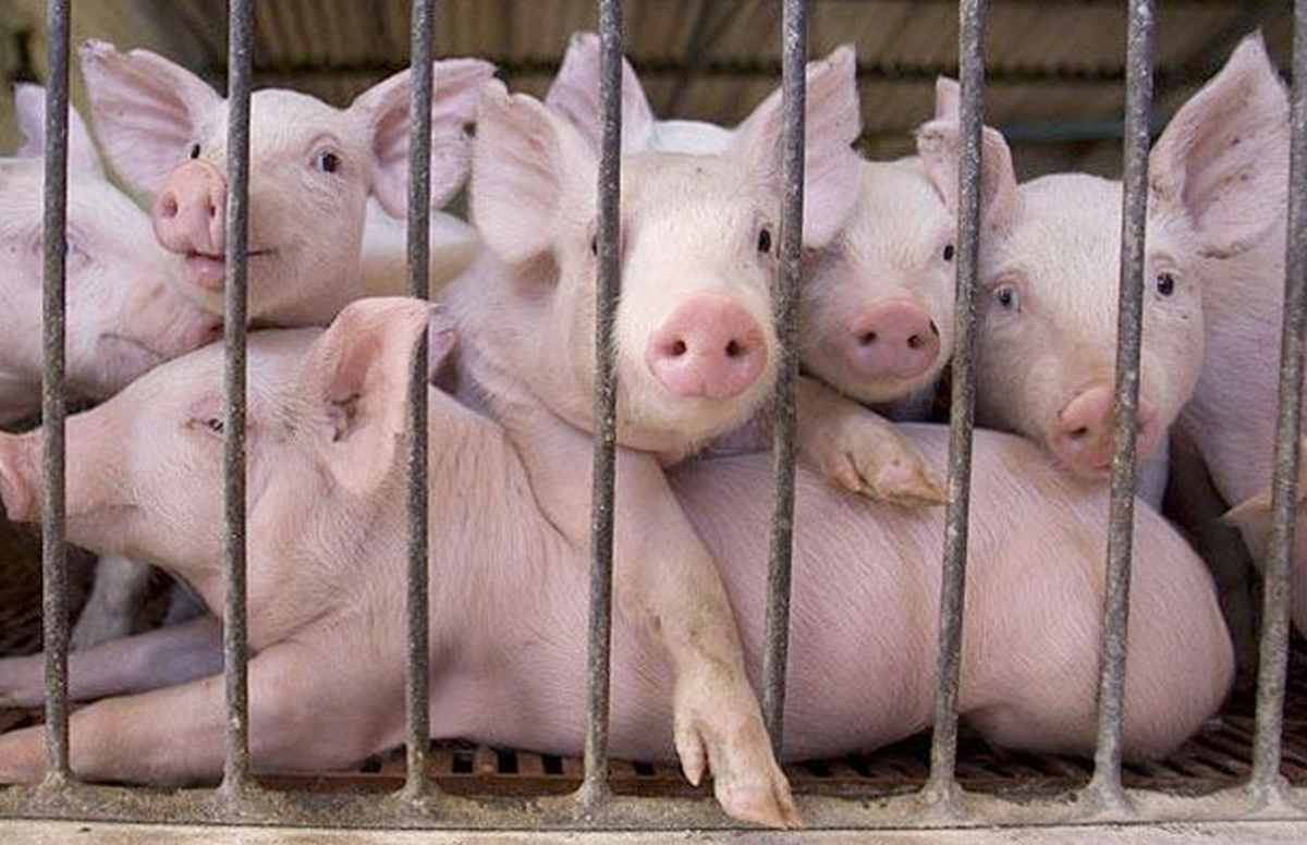 Türkiye'de Kayıtlı Domuz Çiftliği Sayısı 4