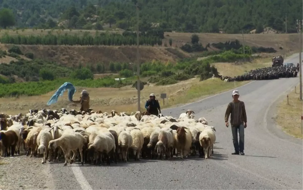 Artık Sertifikalı Çobanlar Yetişecek