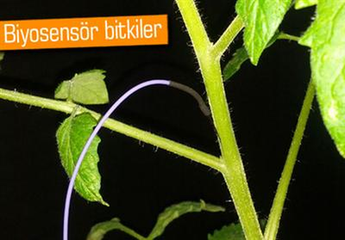 Bitkilerden Ağ Oluşturulur Mu?