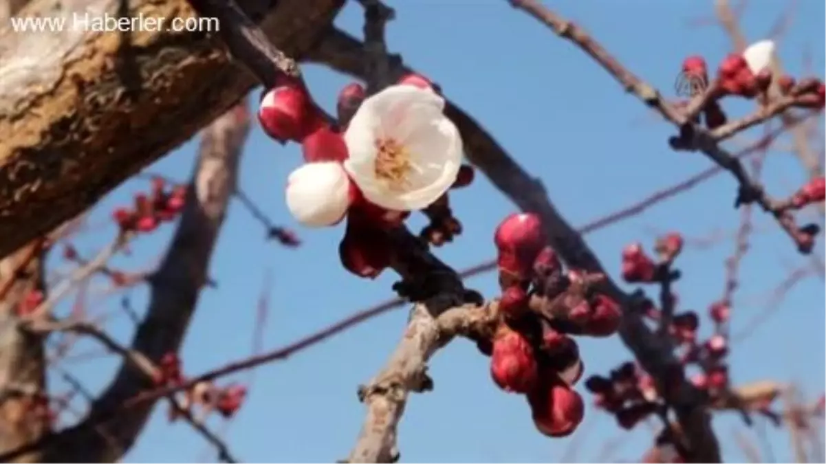 Kayısı ağaçları erken çiçek açtı -