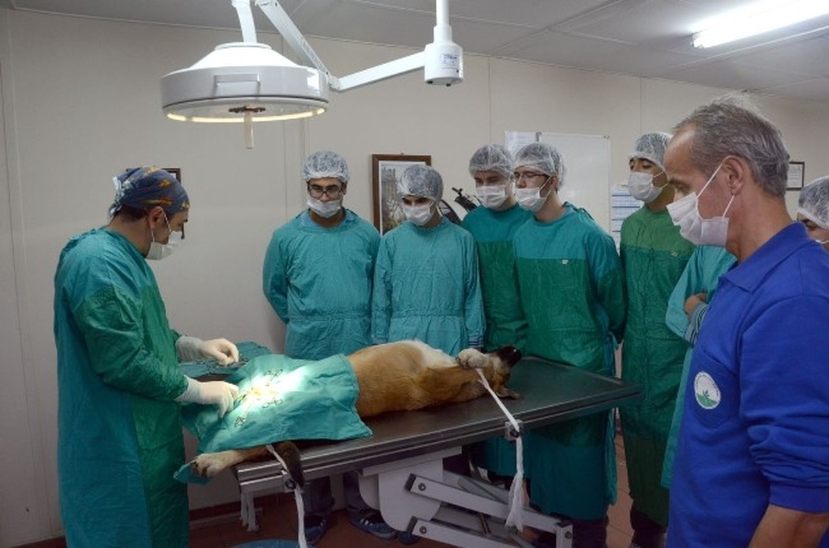 Osmangazi Belediyesi 2013 Yılında Sokak Hayvanlarının En Büyük Destekçisi Oldu