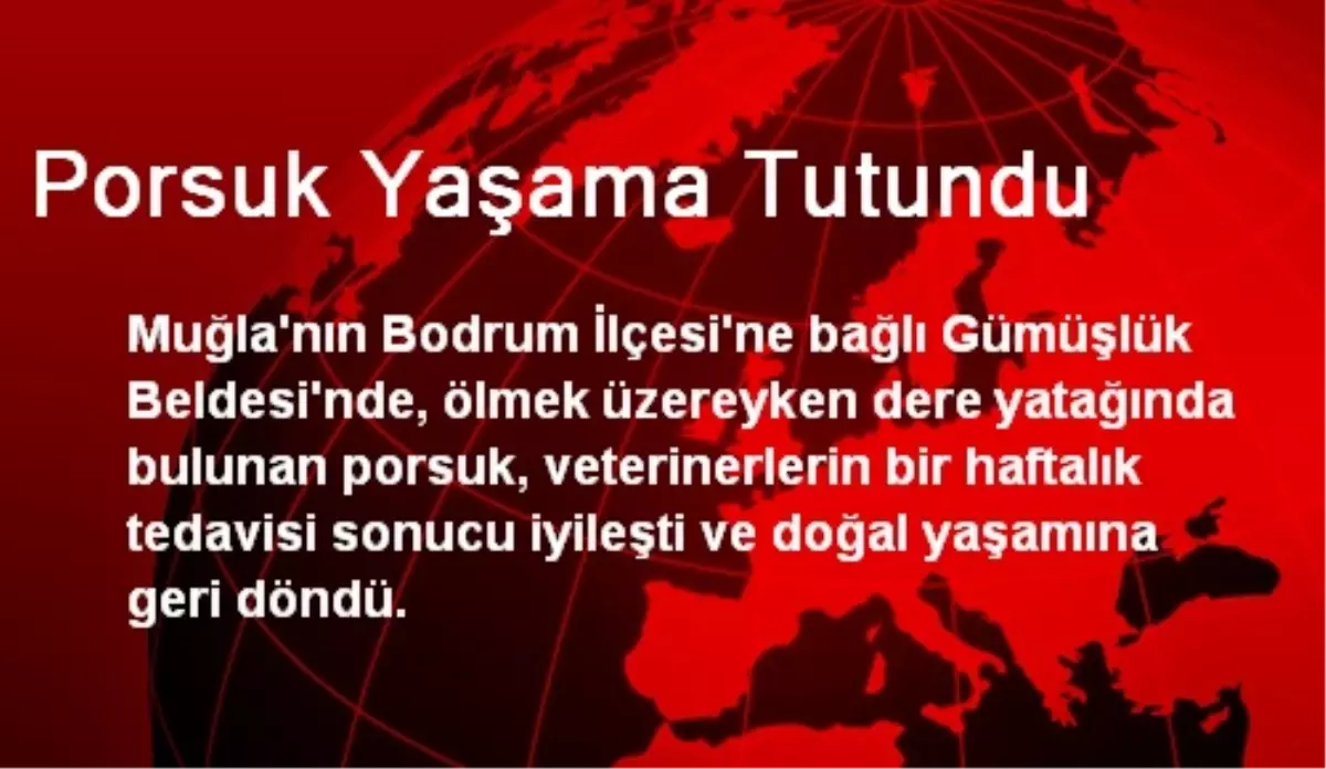 Porsuk Yaşama Tutundu