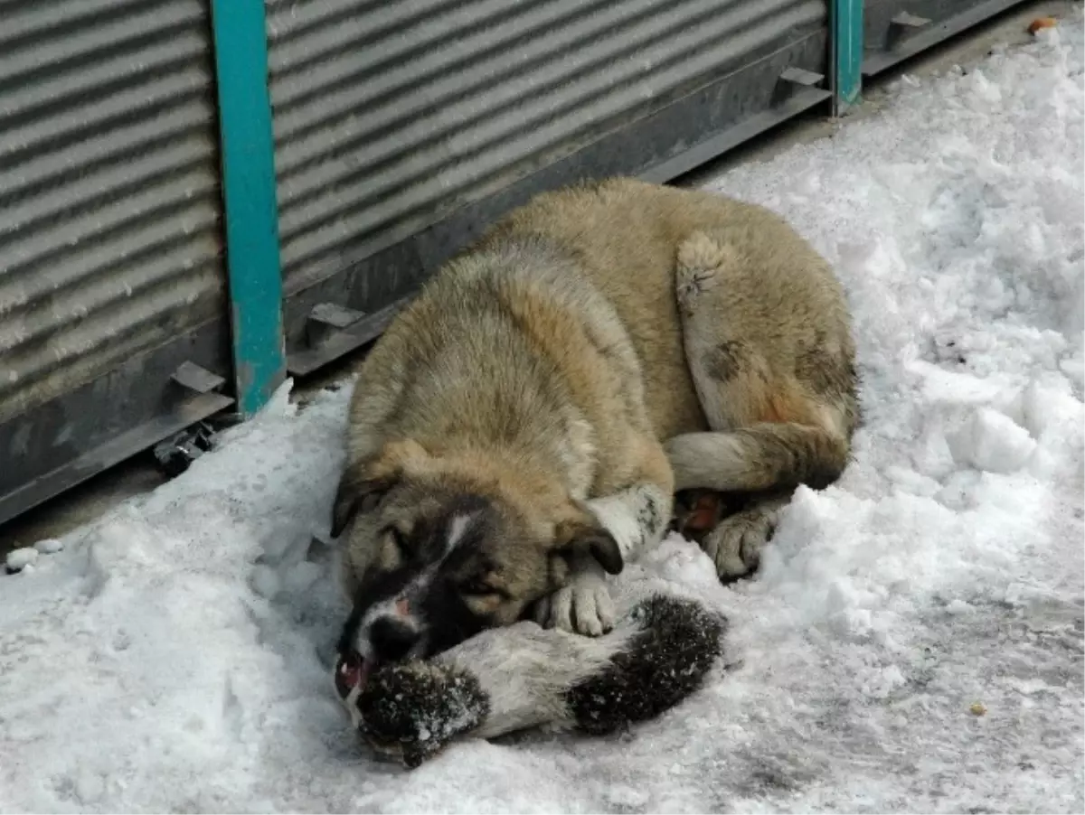 Telef Olan Kedi Köpeğin Yemeği Oldu