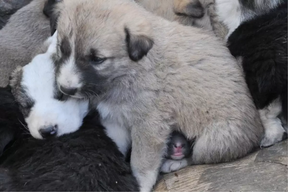 Yavru Köpeklere Şefkat Eli