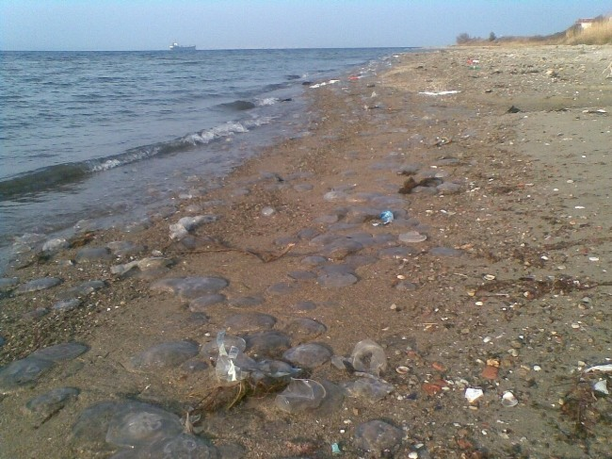 Çanakkale Boğazını Denizanaları İşgal Etti