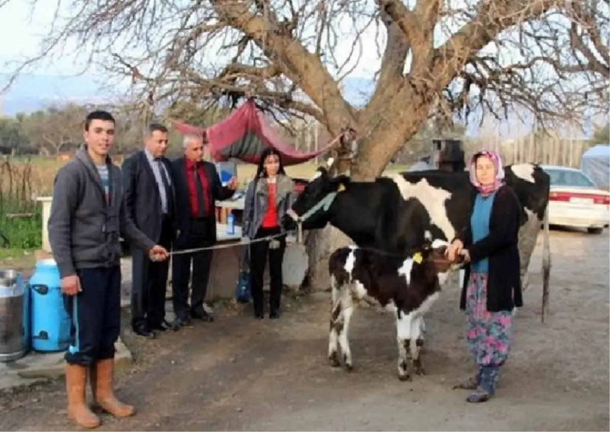 Edremit Sydv\'den Vatandaşa İnek Yardımı