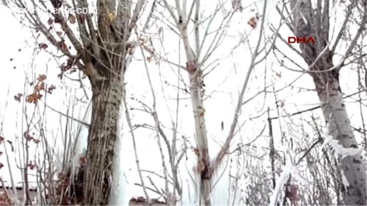 Kavak Ağacı, Buzdan Heykele Döndü