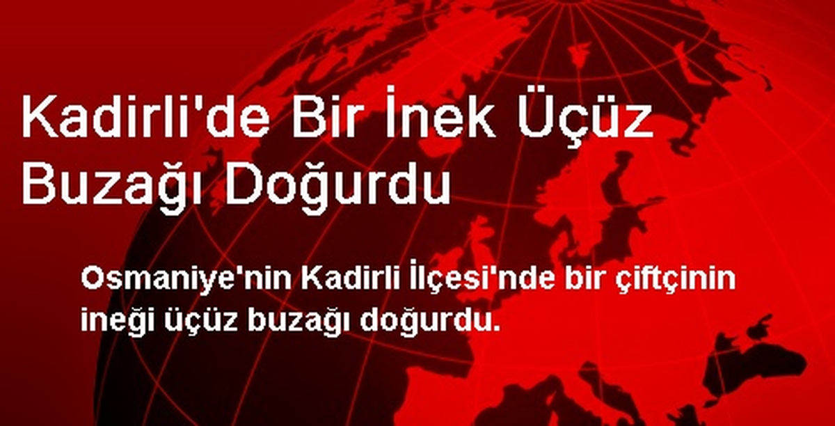 Kadirli\'de Bir İnek Üçüz Buzağı Doğurdu