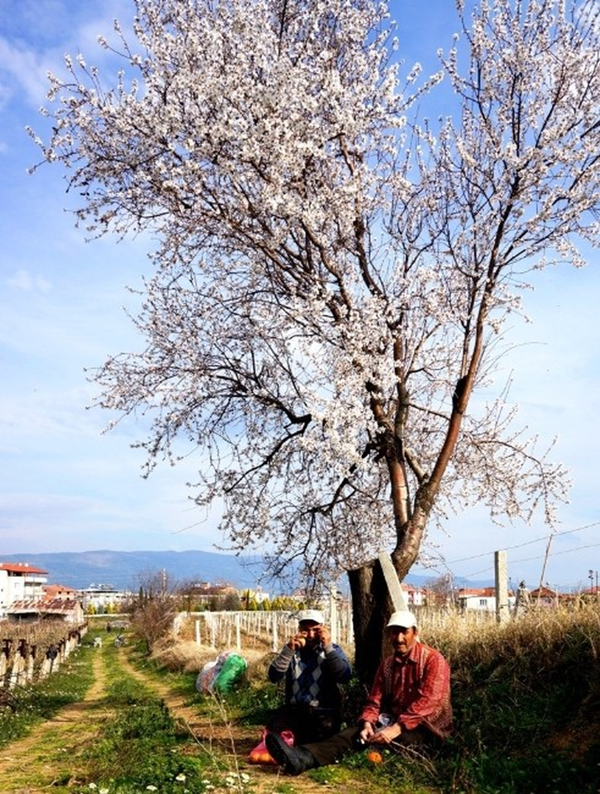 Şubat Sıcakları Doğayı Uyandırdı
