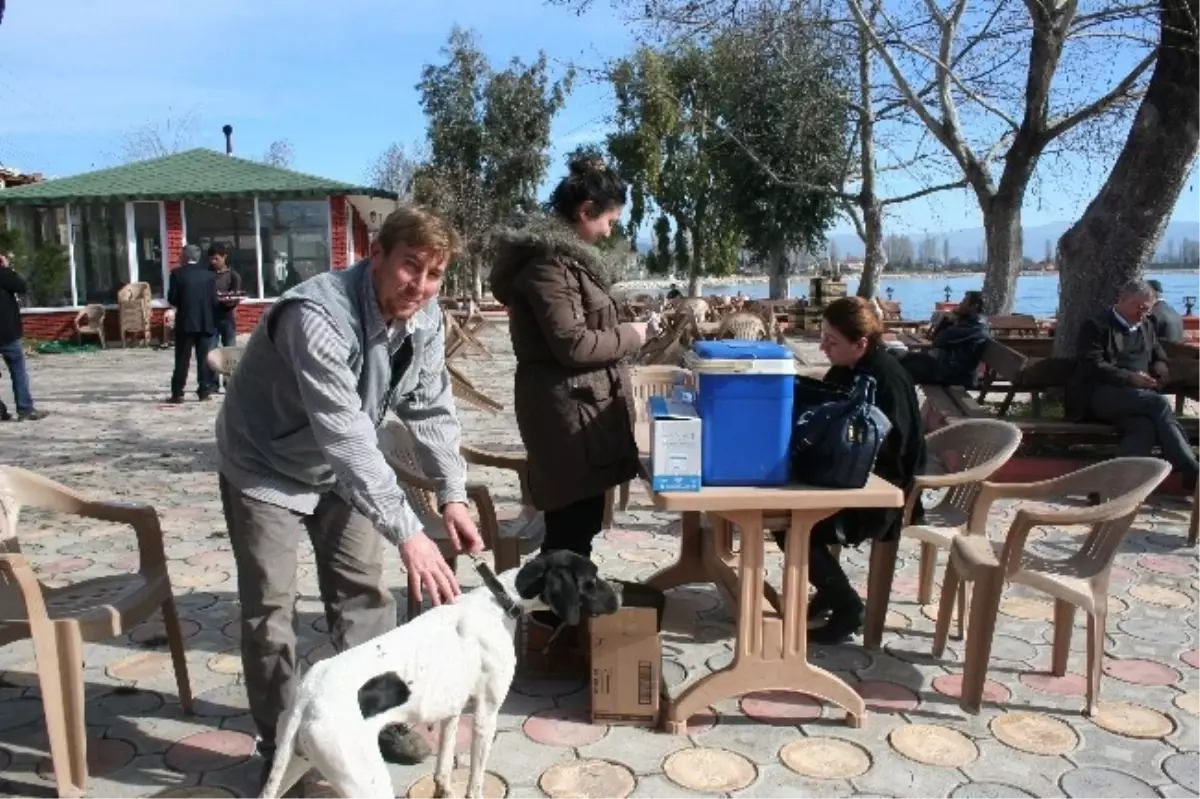 Boyalıca\'da Köpeklere Kuduz Aşısı Yapıldı