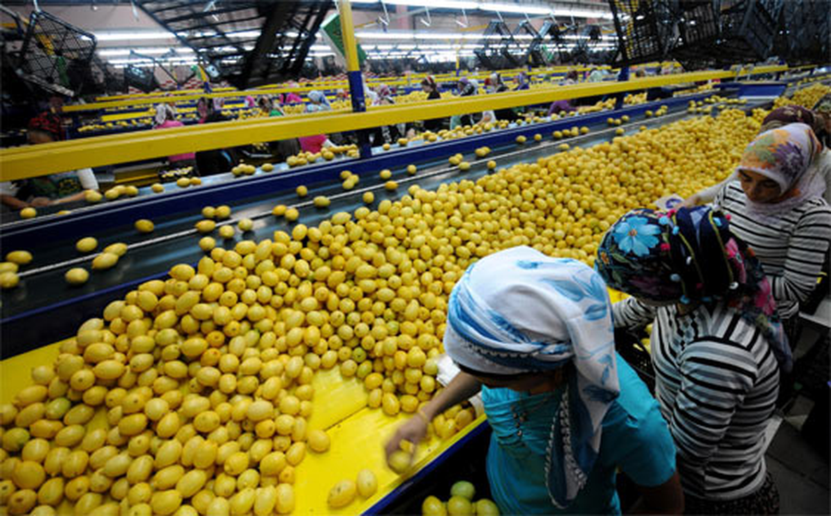 Japonya\'ya Limon İhracatı Başlıyor
