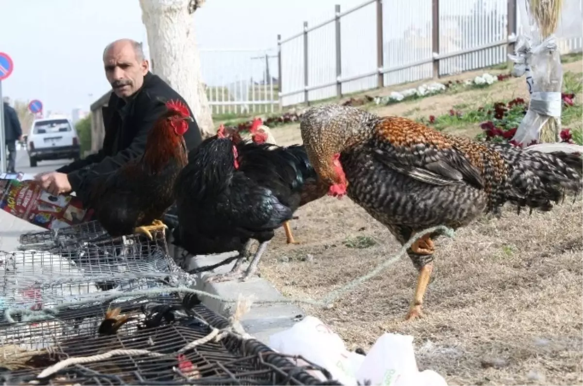 Köy Tavukları ve Yumurtası Kıymete Bindi