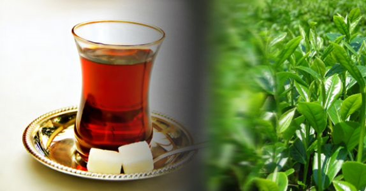 Organik Çay Sektöründe Hedef Büyüttüler