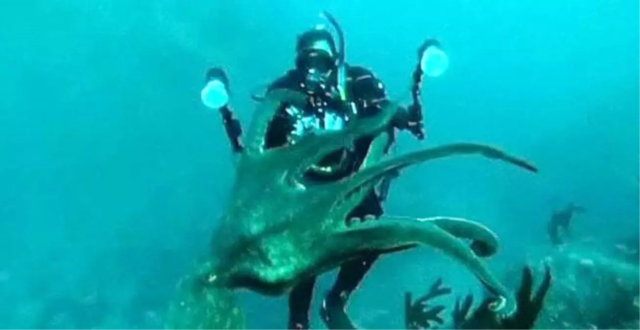 İki Dalgıcın, Ahtapotla Yaşam Mücadelesi Kamerada