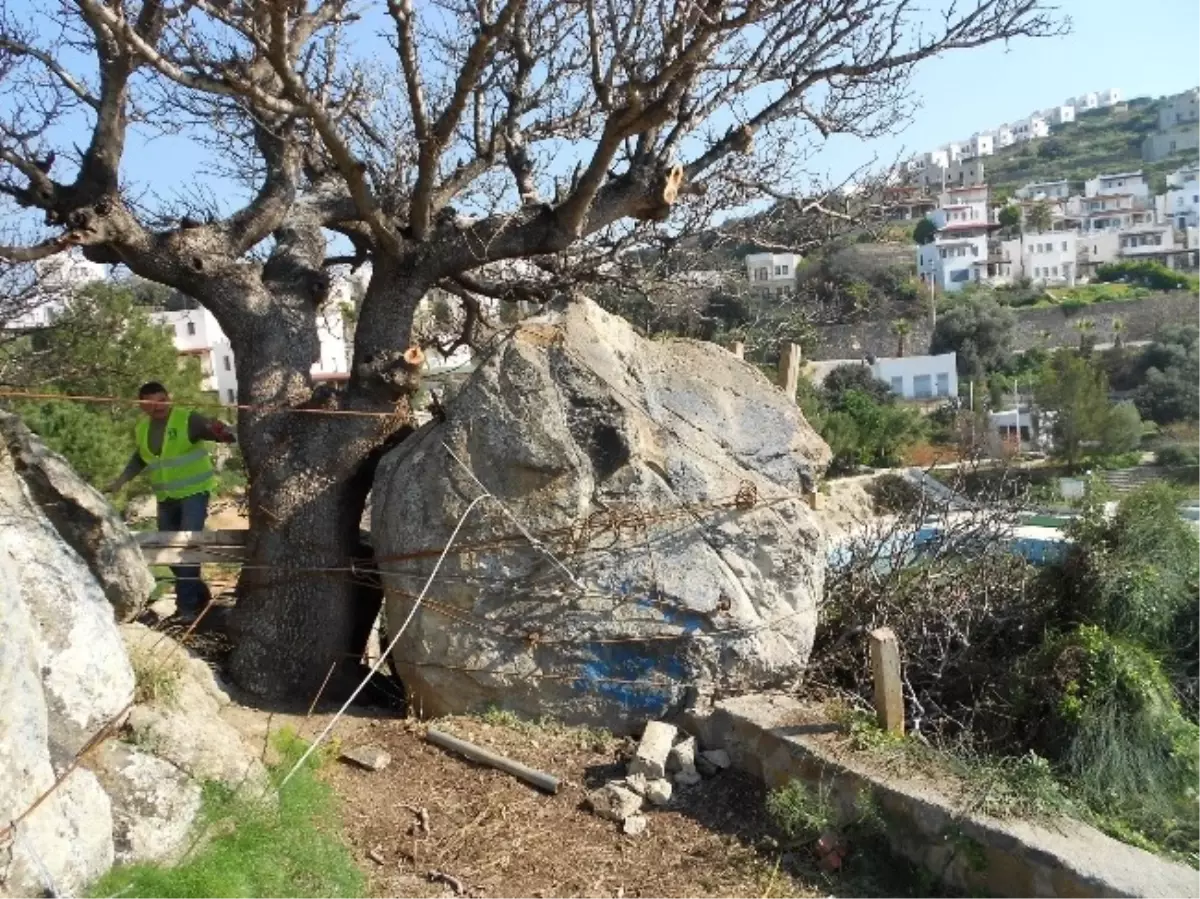 Bodrum Belediyesi Ekipleri 80 Tonluk Kayayı Parçalayarak Siteyi Kurtardı