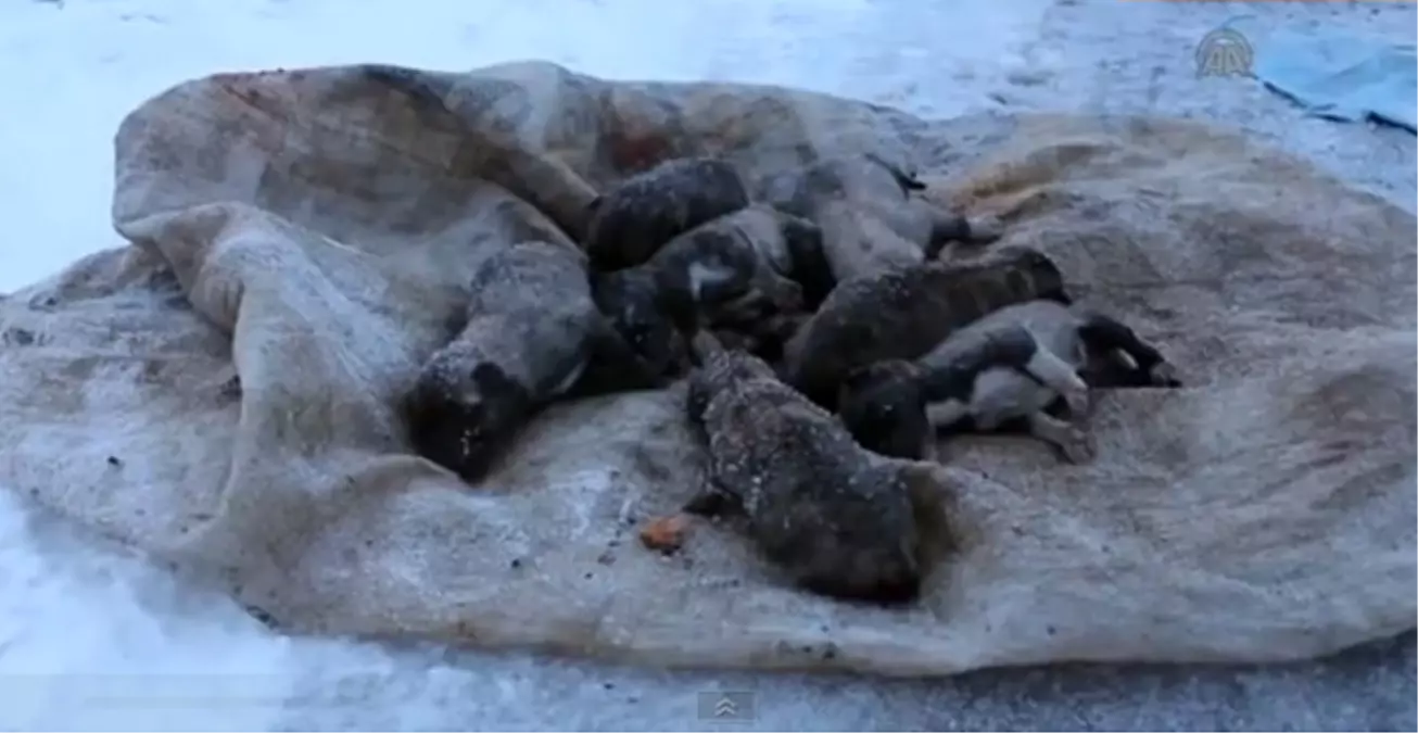 Çöpe Atılan Yavru Köpek "Anne" Diyor