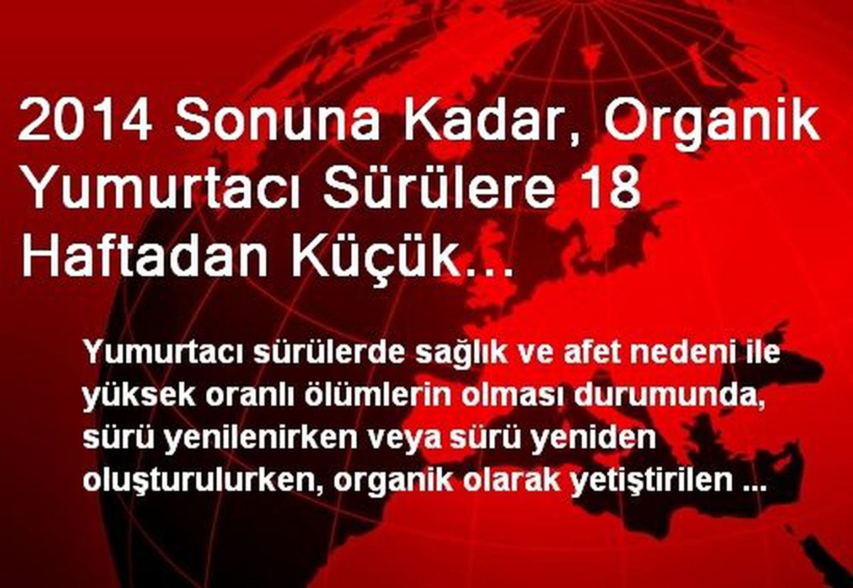 2014 Sonuna Kadar, Organik Yumurtacı Sürülere 18 Haftadan Küçük Konvansiyonel Piliçler Dahil...