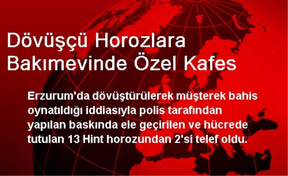 Dövüşçü Horozlara Bakımevinde Özel Kafes