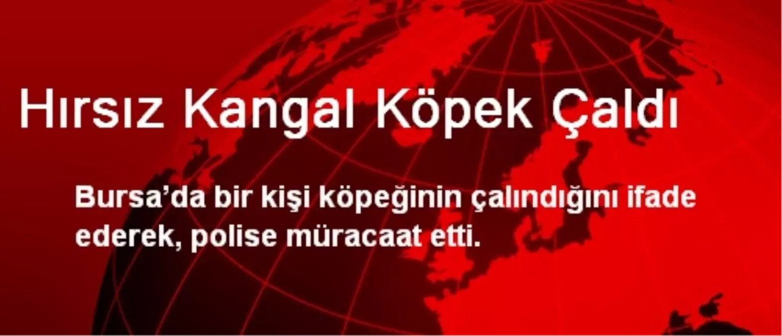 Hırsız Kangal Köpek Çaldı