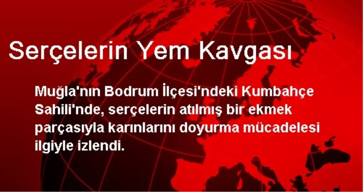 Serçelerin Yem Kavgası