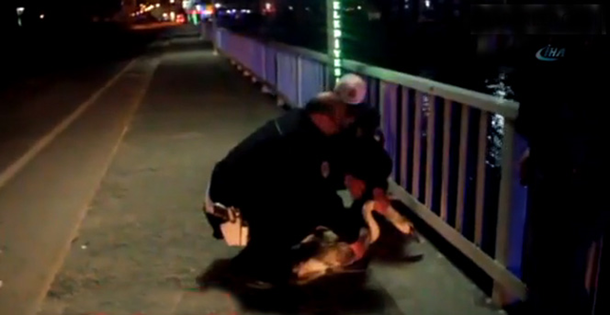 Yorgun Düşen Kuğu Zorunlu İniş Yaptı