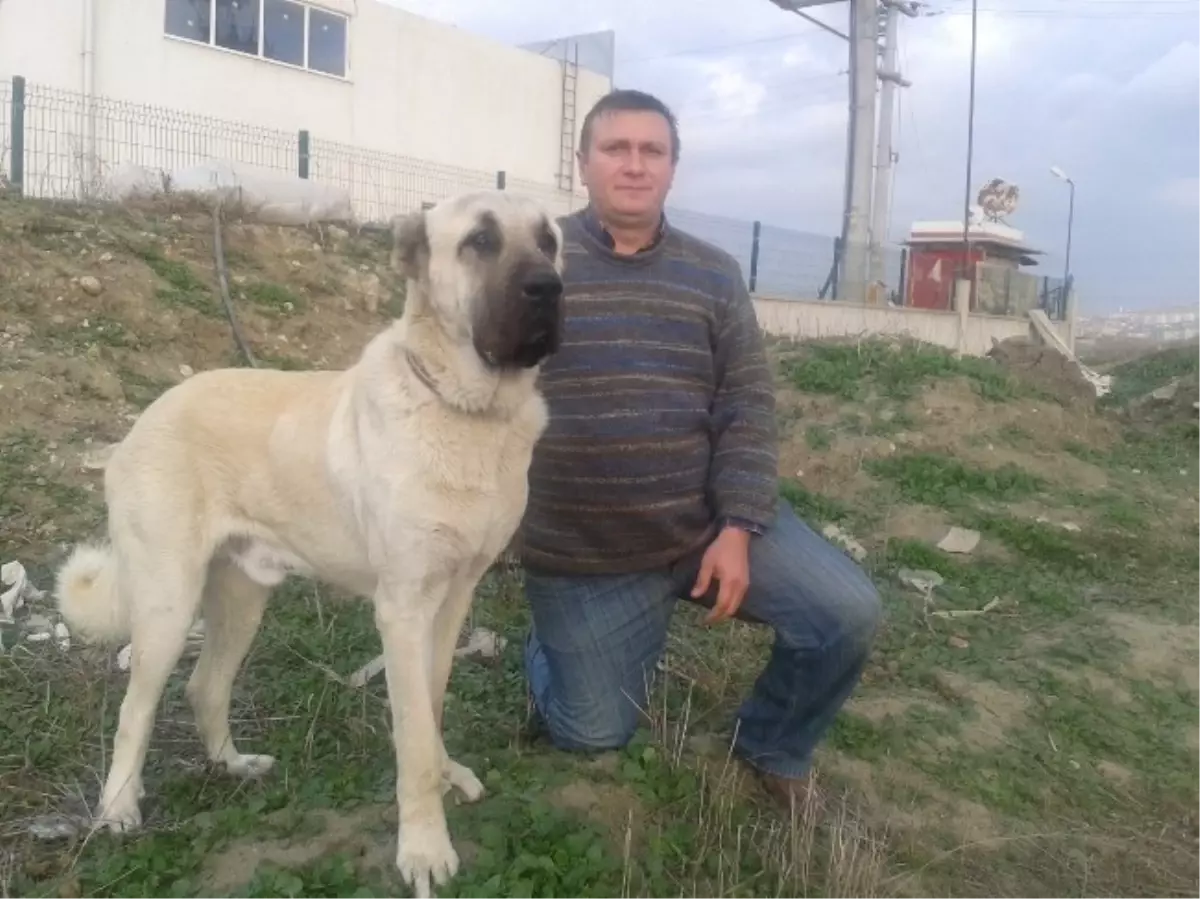 10 Bin TL Değerindeki Kangal Köpeğini Çaldılar