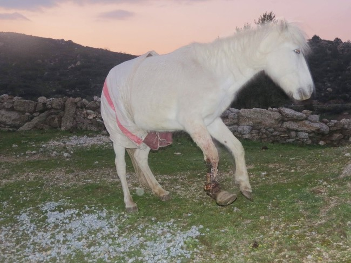 Atın Ayağını Kesip Ölüme Terk Ettiler