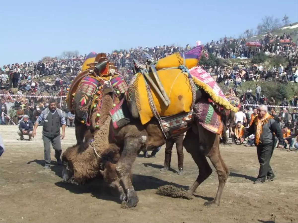 Çanakkale Çan\'da Deve Güreşi Festivali