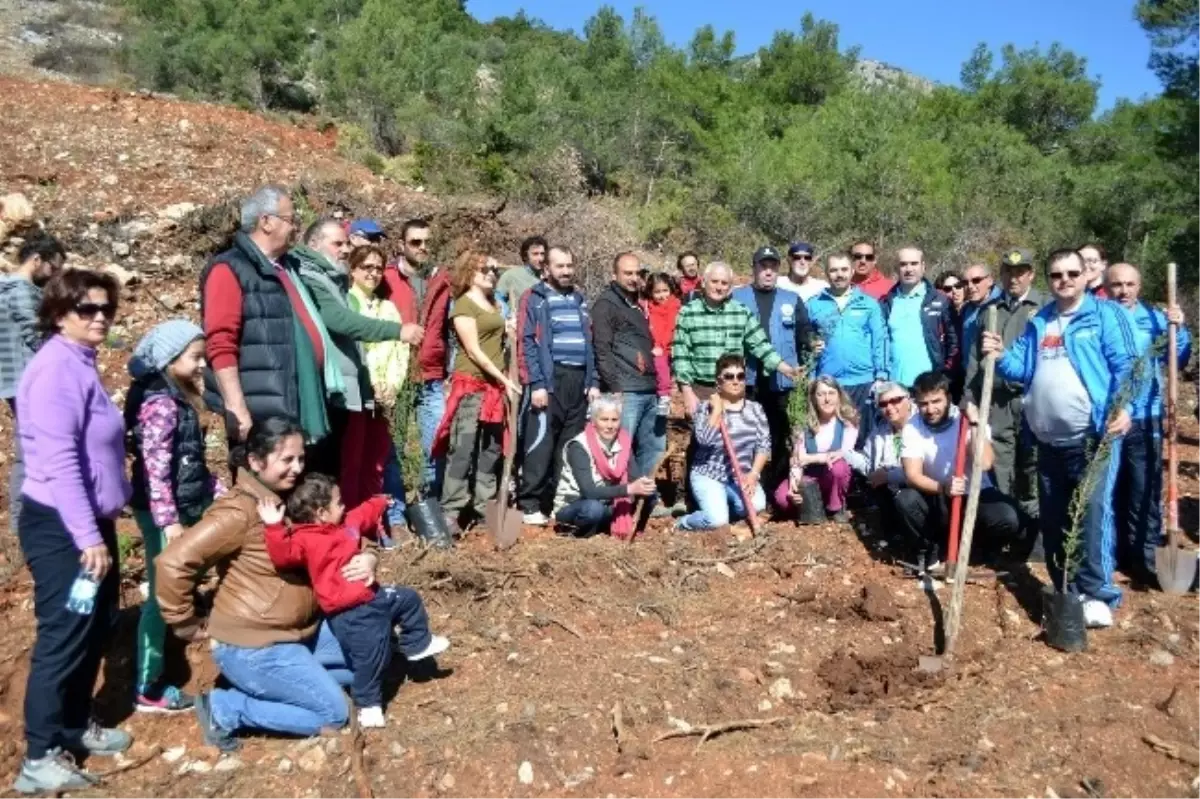 Yanan Ormanların Yerine Yenileri Dikildi