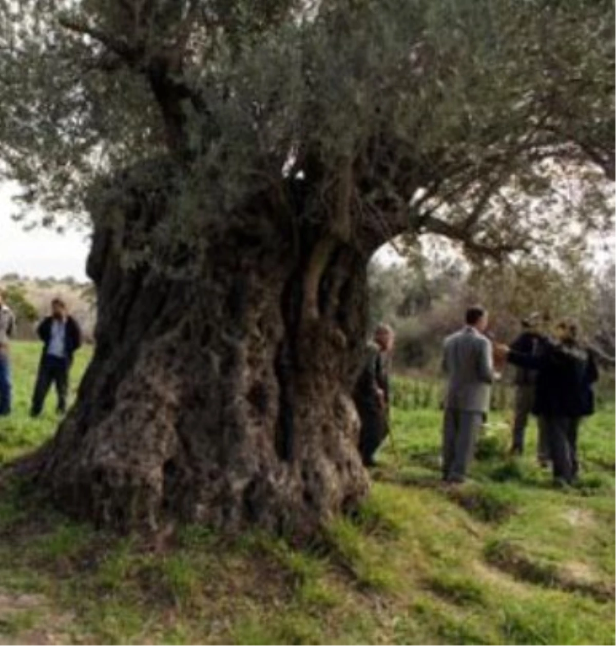 1300 Yıllık Zeytin Ağacını Koruma Çalışmaları