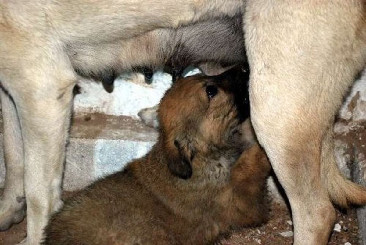 Adıyaman\'da Su Kuyusuna Düşen Köpek Kurtarıldı