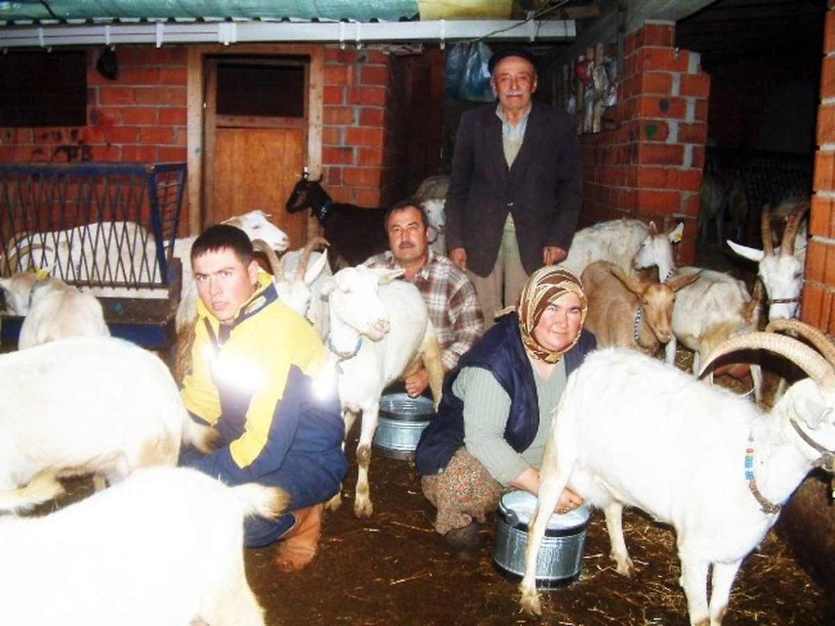 Çobanın Azmi Keçilerin Sütünü Artırdı