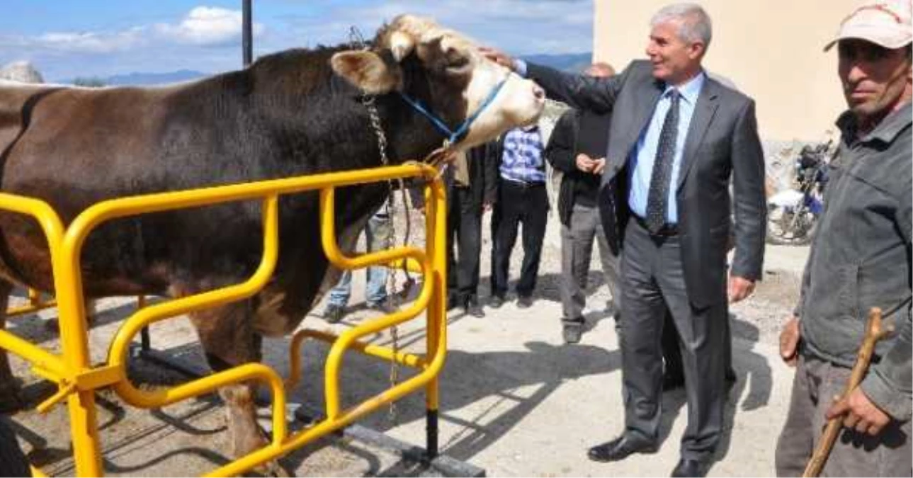 Erbaa Belediye Başkanı Yenihan, Hayvan Pazarını Gezdi