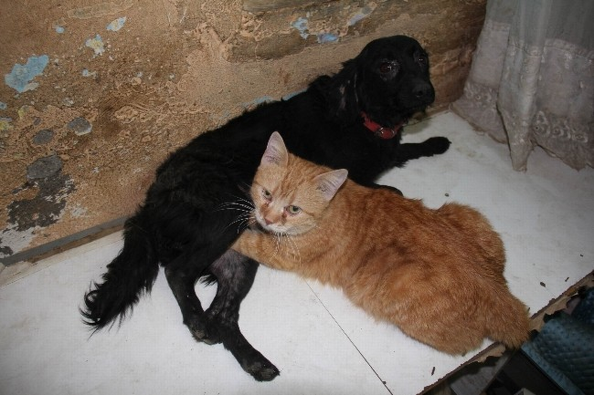 Kedi-Köpek Gibi Değiller