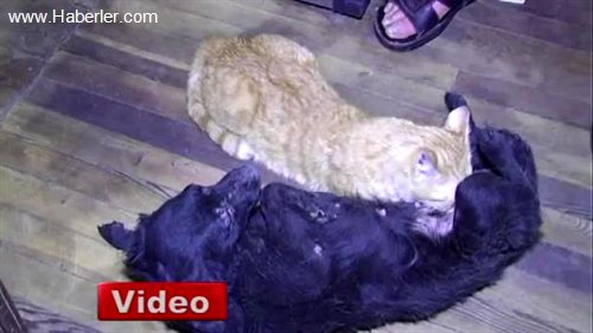 Köpek Kediyi Emziriyor