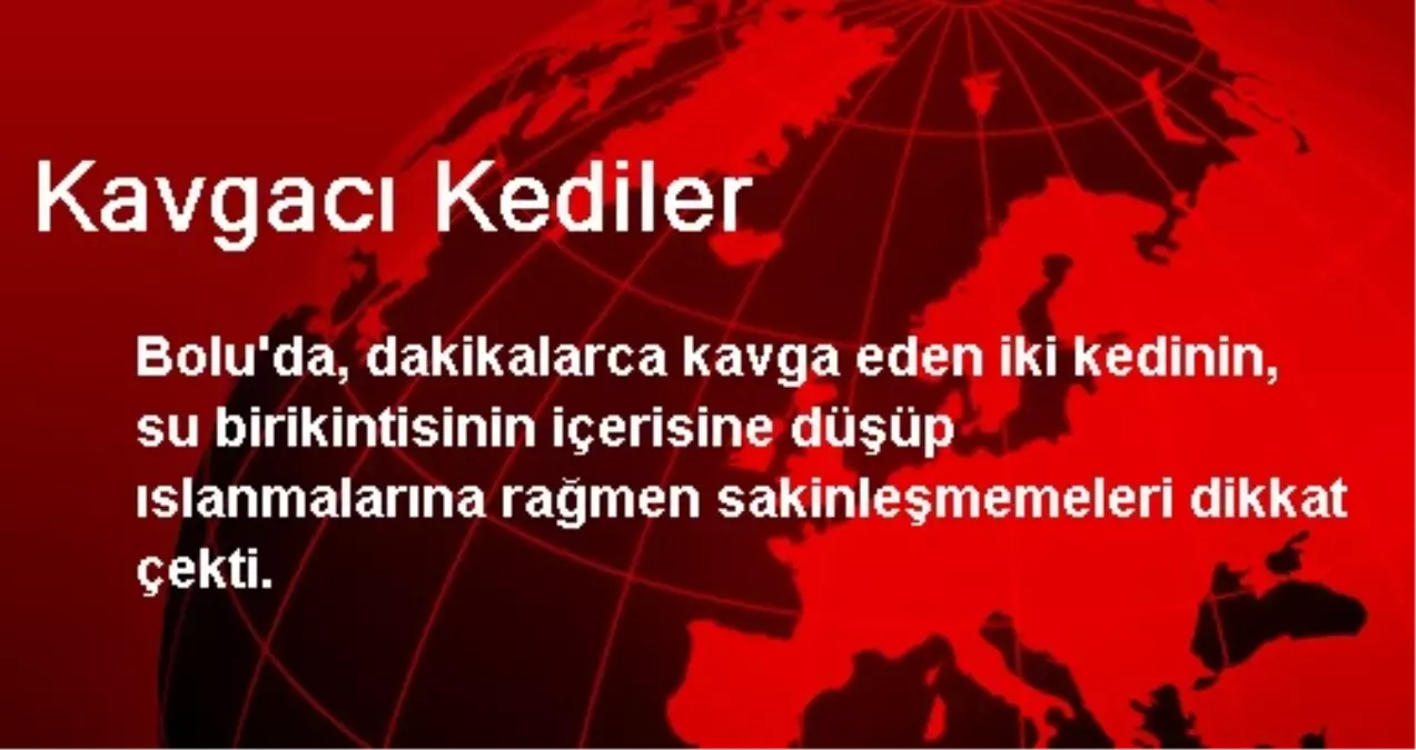 Kavgacı Kediler