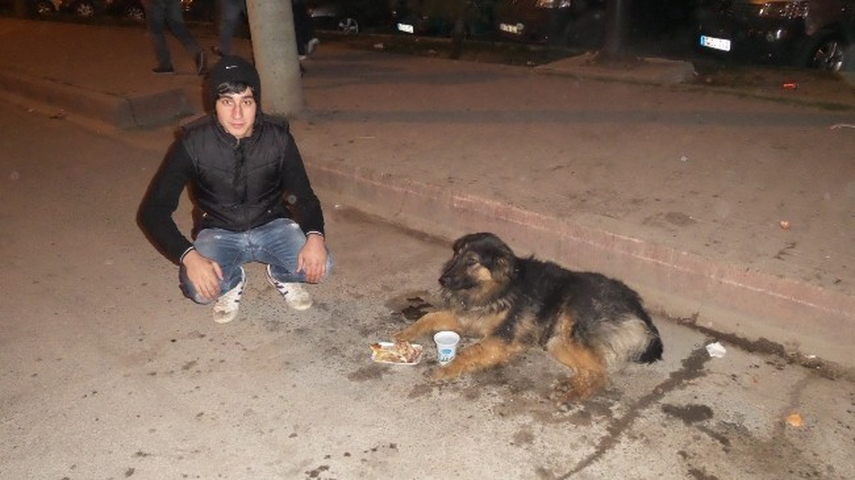 Otomobilin Çarptığı Köpek İçin Ambulans Çağırdı