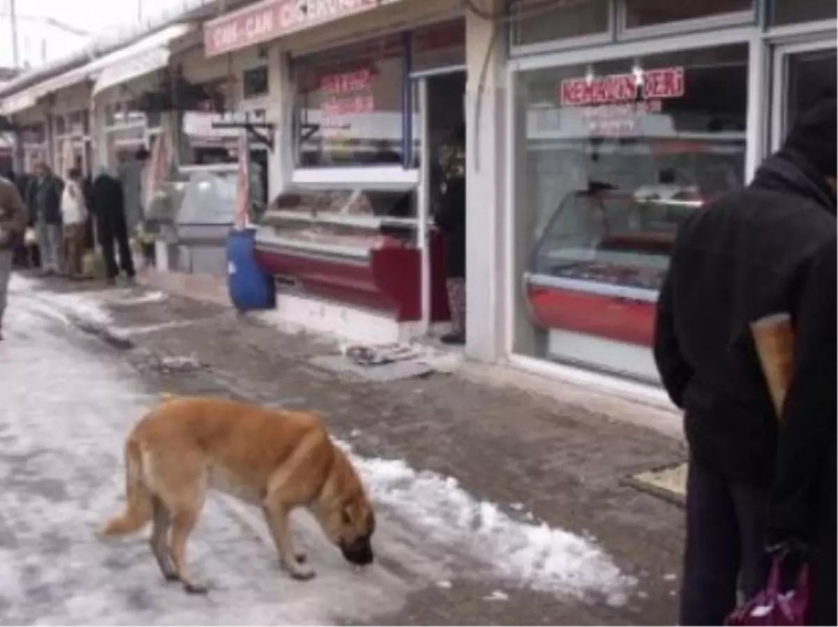 Soğuk Hava, Sokak Hayvanlarını Etkiliyor