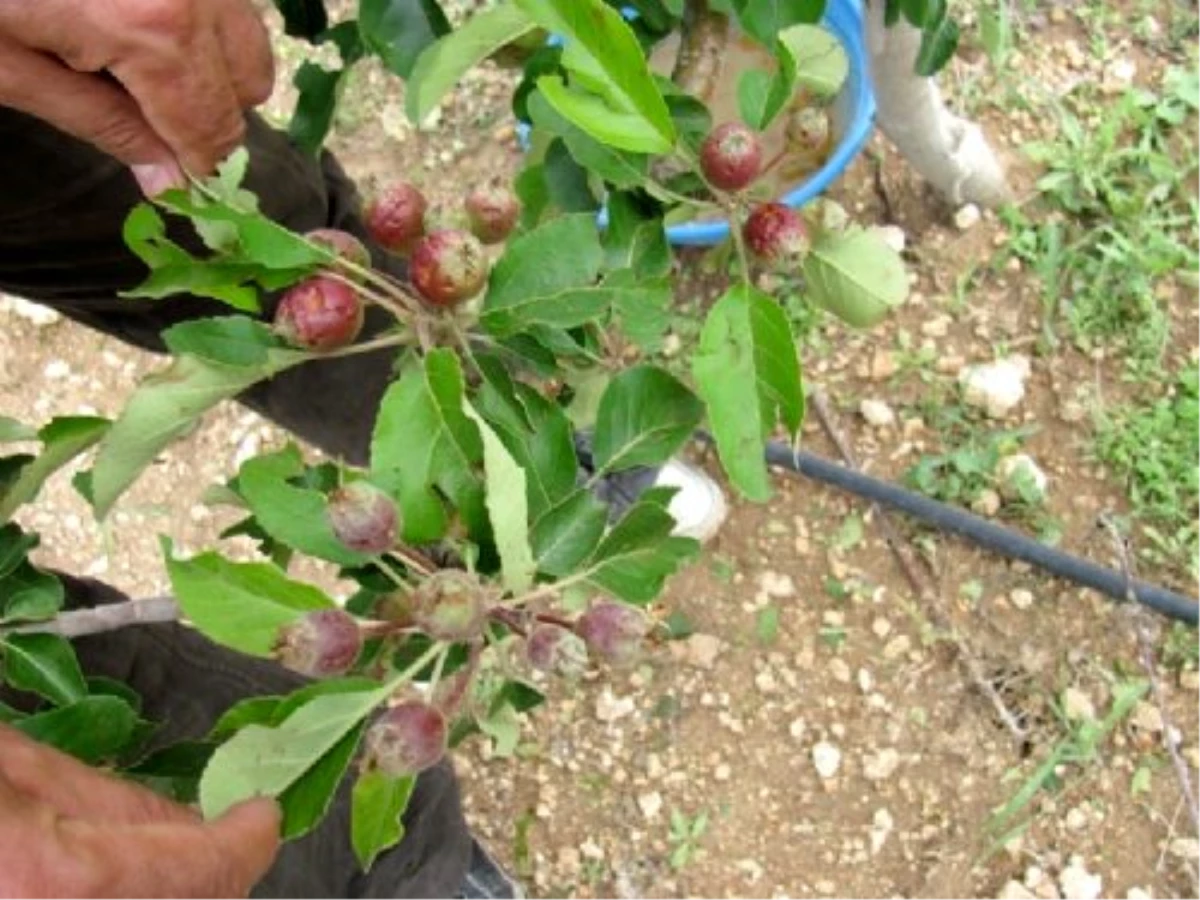 Fındık Üreticisine Sigorta Uyarısı