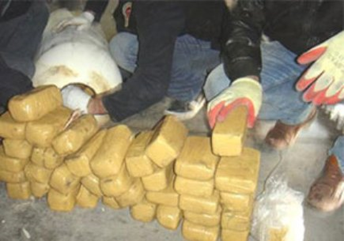 Yıldızeli\'nde 31 Kilo Esrar Ele Geçirildi