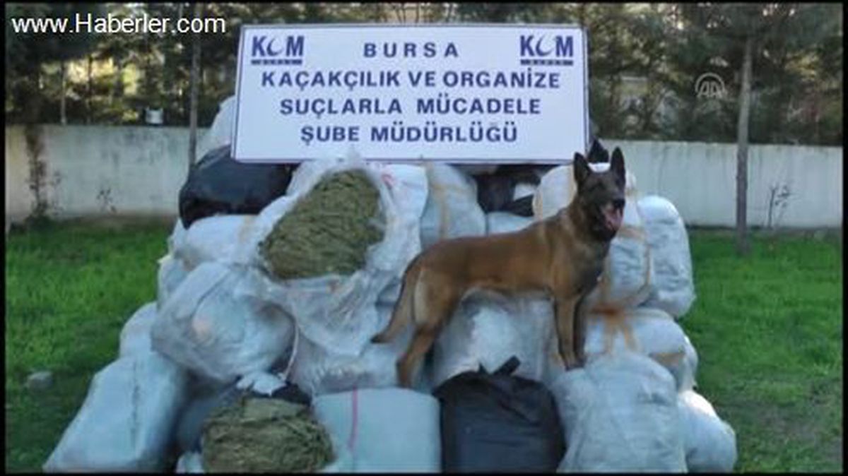 1 ton 155 kilogram esrar ele geçirildi -