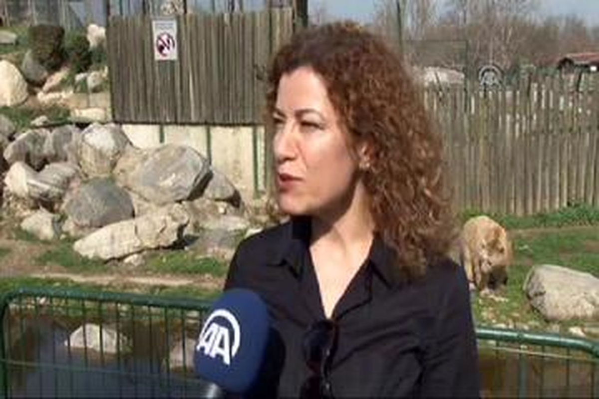 Ayılar Kış Uykusuna Yatamadı