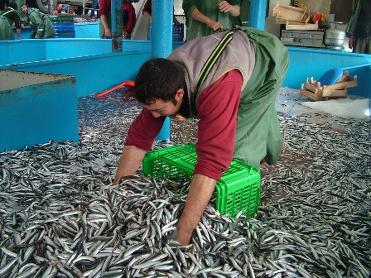 Hamsi Avı Şubat ile Sonlandırılmalı