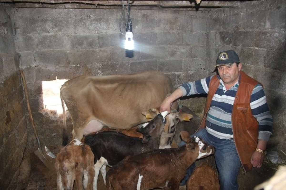 İki Defa İkiz Doğuran "Sarıkız" 17 Danaya Annelik Yaptı
